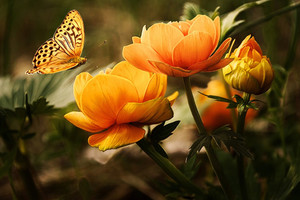 Желтая бабочка на жёлтых цветах